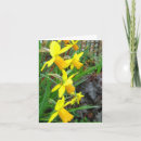 Search for daffodill cards Quote