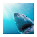 Search for shark tiles Great white