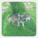 Search for gray wolf stickers Lobo