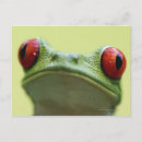 Search for tree frog postcards Costa rica