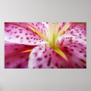 Search for stargazer lily posters Pink