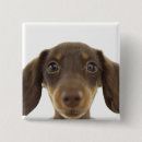 Search for doxie badges Animal