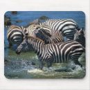Search for zebra stripes mousepads Mammal