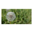 Search for grass flower posters White