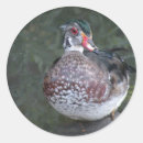 Search for wood duck stickers Wildlife