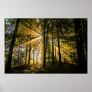 Search for sun rays photography Scenery