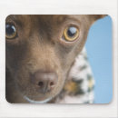 Search for animal collar mousepads Close up