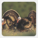 Search for wild turkeys stickers Animal