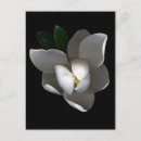 Search for single flower postcards Nature