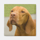 Search for vizsla magnets Pet