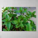 Search for cooking herbs posters Plants