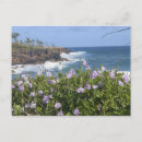 Search for savanah postcards Nobody