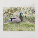 Search for mallards postcards Drake
