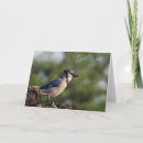 Search for blue jay cards Trees