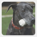 Search for dane stickers Portrait