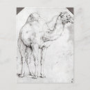 Search for private collection postcards Animal