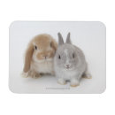 Search for lop magnets Friendship