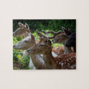 Search for deer antlers puzzles Animal