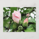 Search for spring bud postcards Flowers