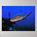 Search for belize posters Reef