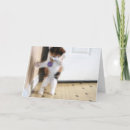 Search for calico kitten cards Funny