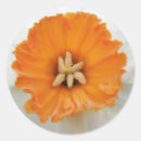 Search for white daffodil stickers Flowers
