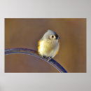 Search for titmouse posters Bird