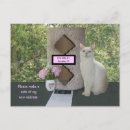 Search for new cat announcement postcards Kitty