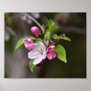 Search for crab apple art Flowering