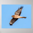 Search for harrier posters Hawk