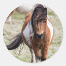 Search for shetland pony stickers Brown
