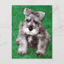 Search for schnauzer puppy postcards Dog