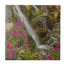 Search for national park tiles Moss