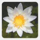 Search for white water lily stickers Floral