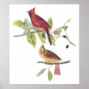 Search for watercolor cardinal bird art Illustration