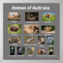 Search for kangaroo posters Mammals