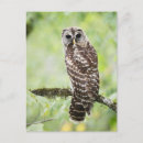 Search for sub postcards Wildlife