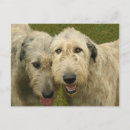 Search for wolfhound postcards Dog