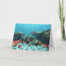 Search for reefs cards Seaweed