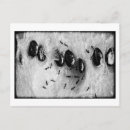 Search for ant postcards Nature