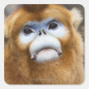Search for portrait stickers Animals in the wild