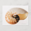 Search for nautilus shell postcards Fragility