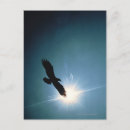 Search for eagle sky postcards Freedom