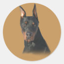 Search for doberman dad stickers Puppy