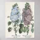 Search for hollyhock posters Botanical