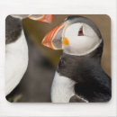 Search for puffin electronics Fratercula arctica
