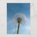 Search for dandelion plant postcards Seed