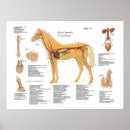 Search for blood chart posters Anatomy