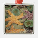 Search for underwater christmas tree decorations Coral reef