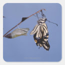 Search for horizontal stickers Nature